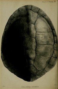 n439_w1150