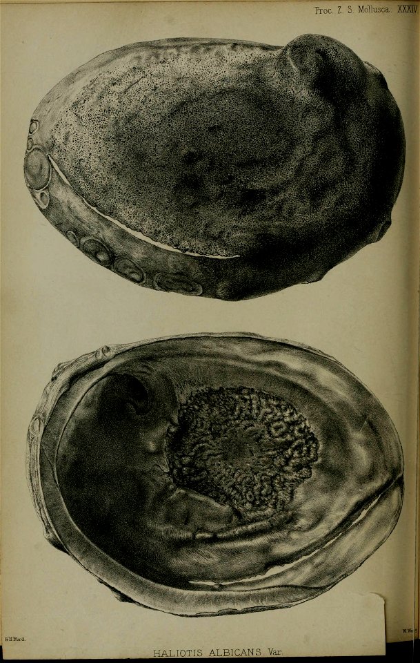 n185_w1150