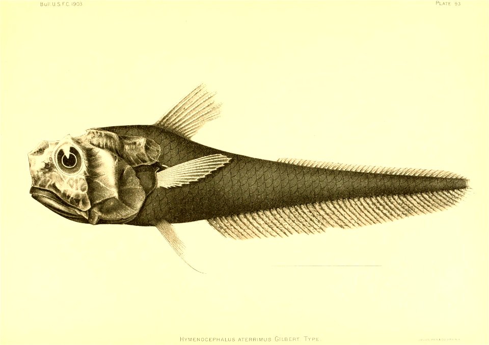 n158_w1150