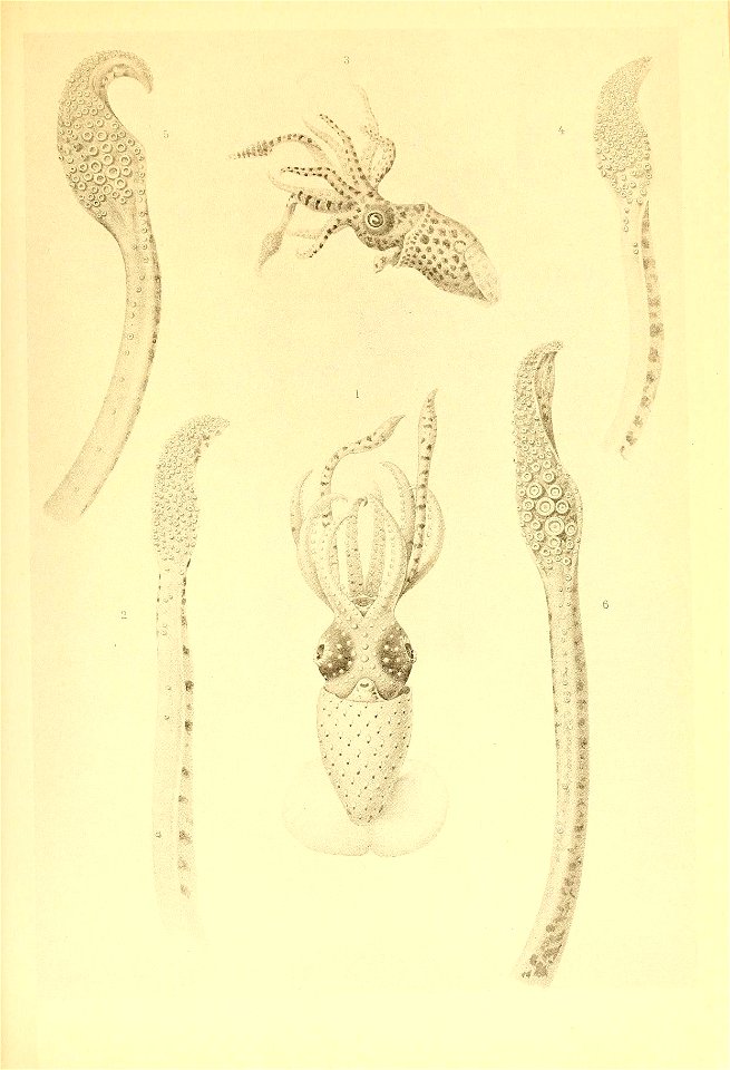 n54_w1150