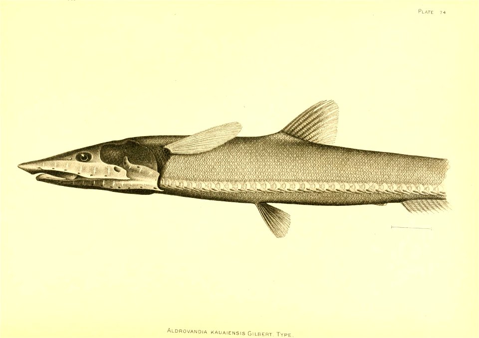 n66_w1150