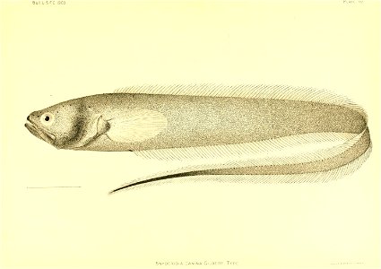 n146_w1150