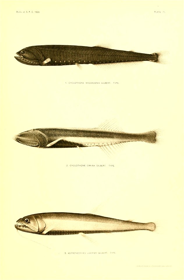 n50_w1150
