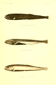 n50_w1150