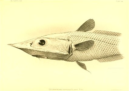 n170_w1150