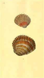 n511_w1150