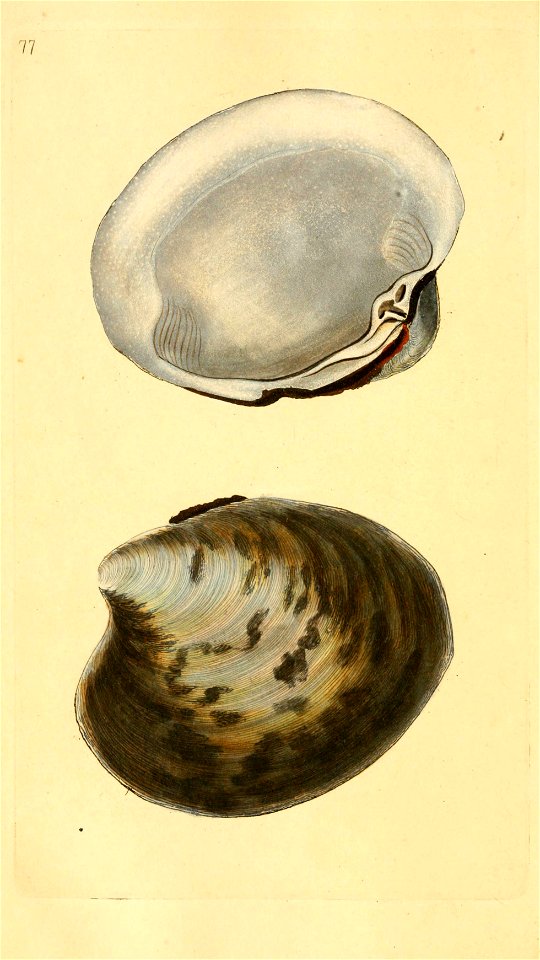 n385_w1150
