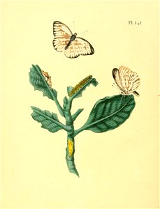n597_w1150