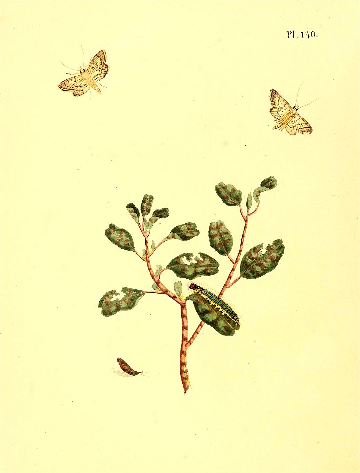 n593_w1150