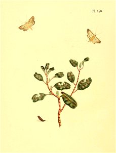 n593_w1150