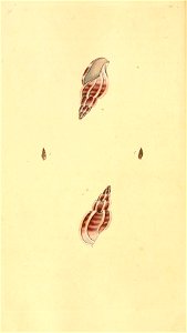 n445_w1150