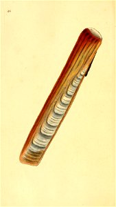 n239_w1150