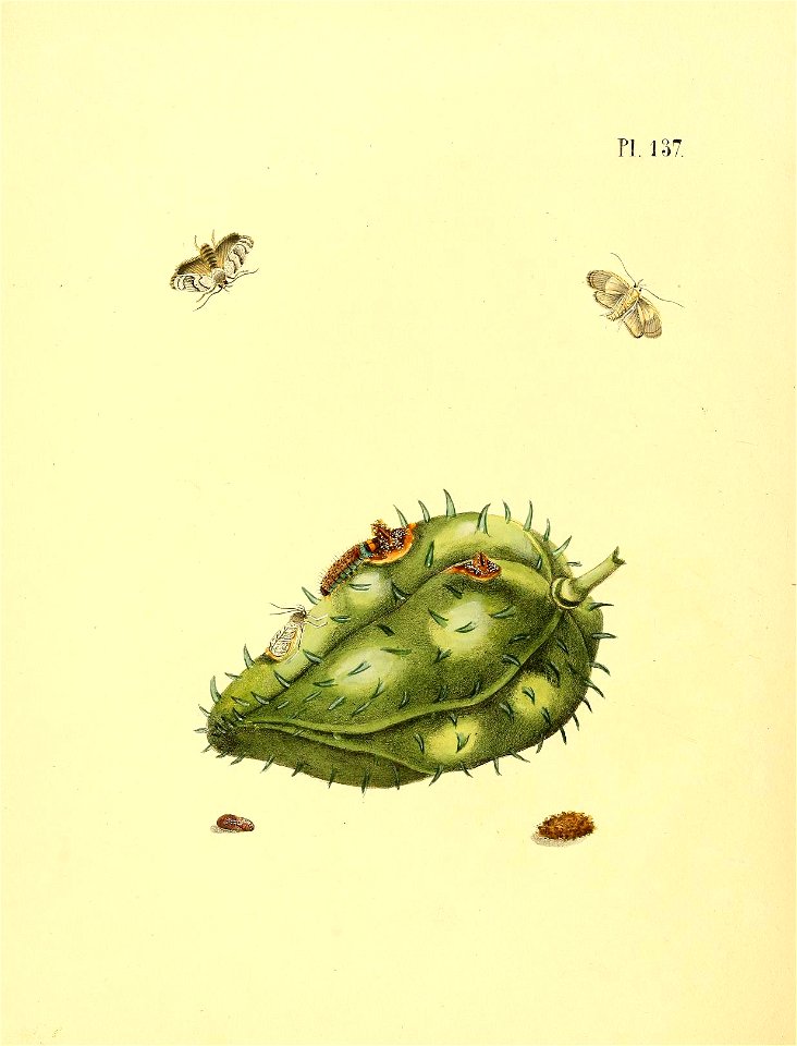 n581_w1150