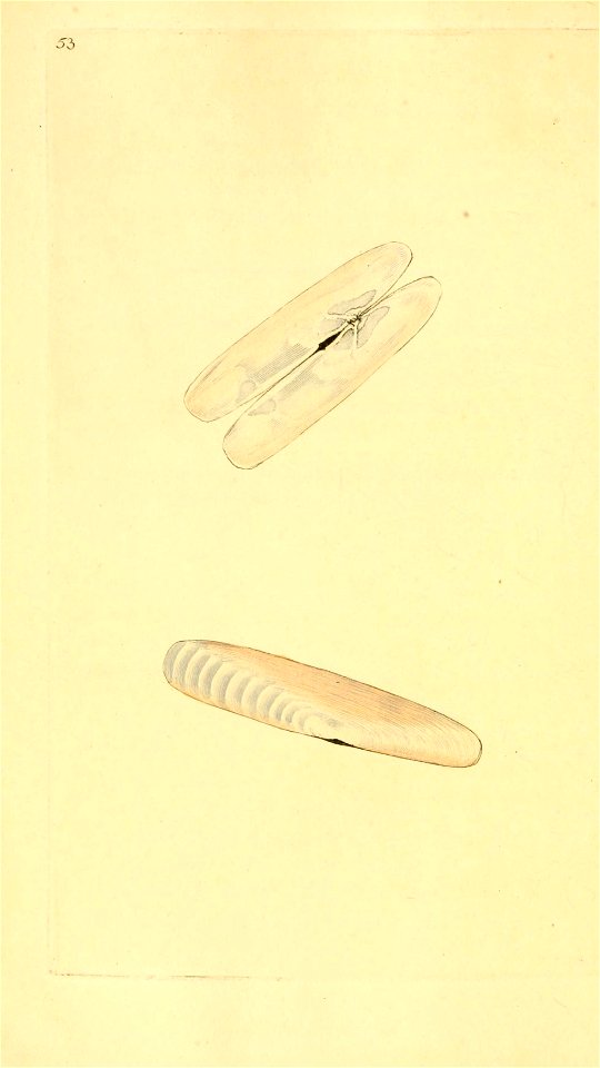 n271_w1150