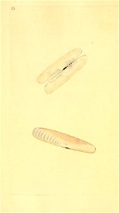 n271_w1150
