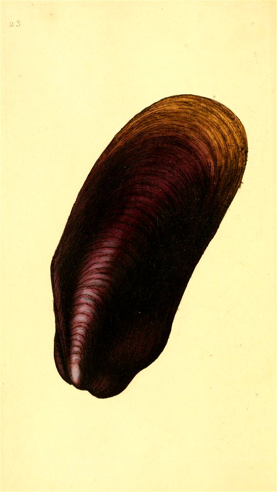 n127_w1150