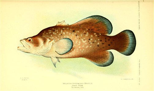 n44_w1150