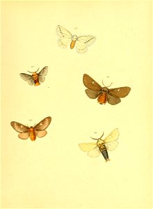 n268_w1150