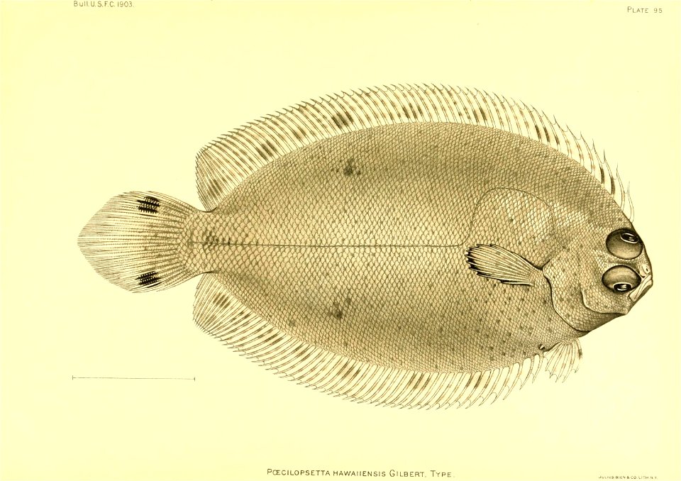 n176_w1150