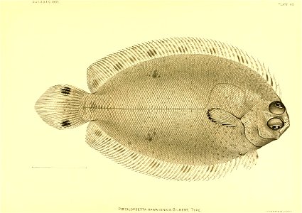 n176_w1150