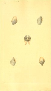 n337_w1150