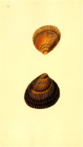 n275_w1150