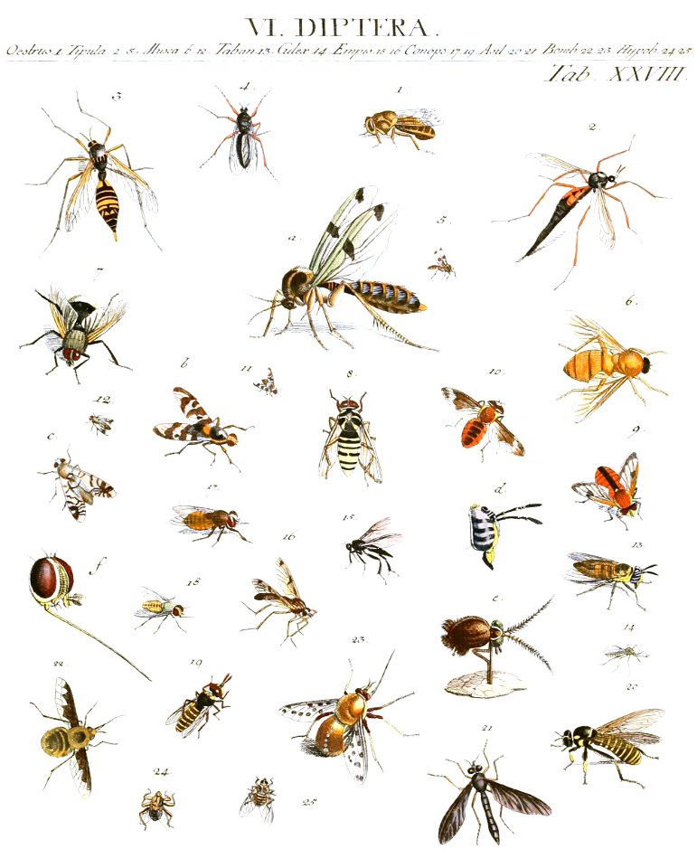 Dipteran art