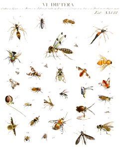 Dipteran art
