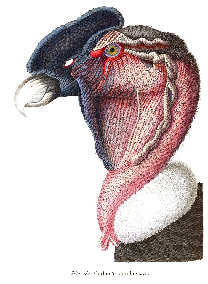 Andean Condor portrait