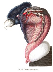 Andean Condor portrait. Free illustration for personal and commercial use.