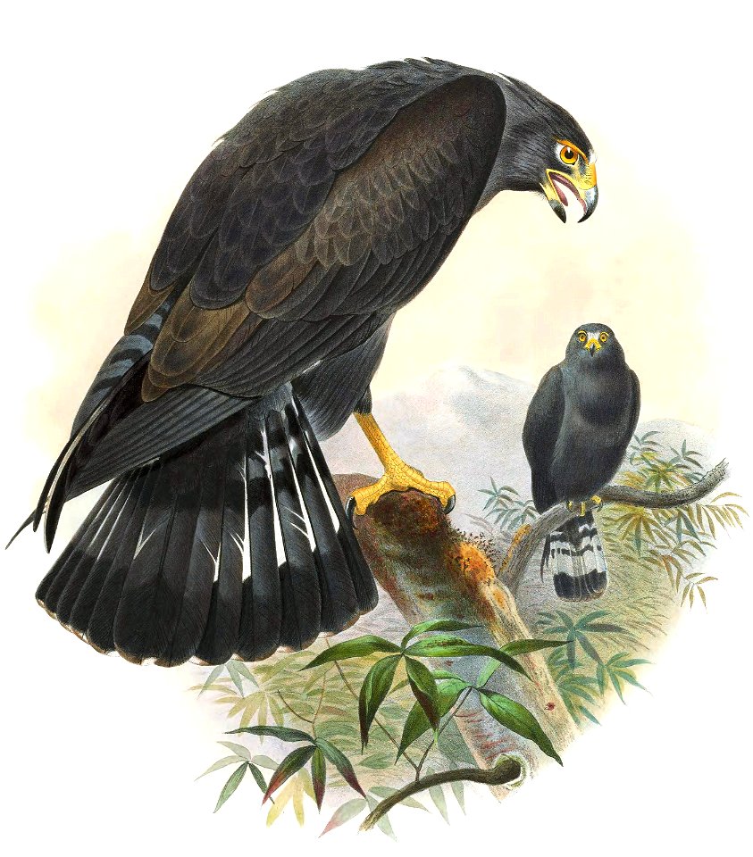 Zone-tailed Hawk by Wolf
