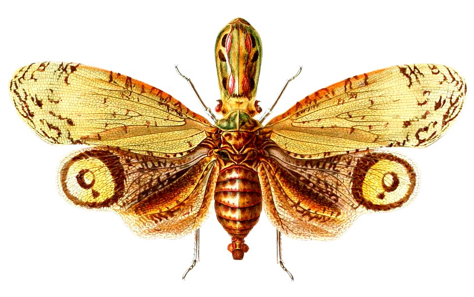 Lanternfly