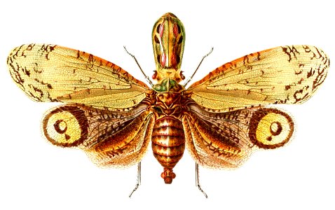 Lanternfly. Free illustration for personal and commercial use.
