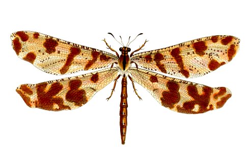 Striking antlion. Free illustration for personal and commercial use.