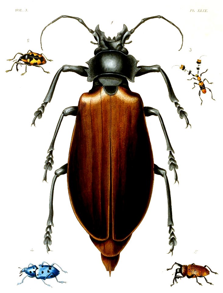 Titan beetle. Free illustration for personal and commercial use.