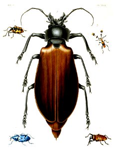 Titan beetle. Free illustration for personal and commercial use.