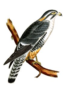 Aplomado Falcon. Free illustration for personal and commercial use.