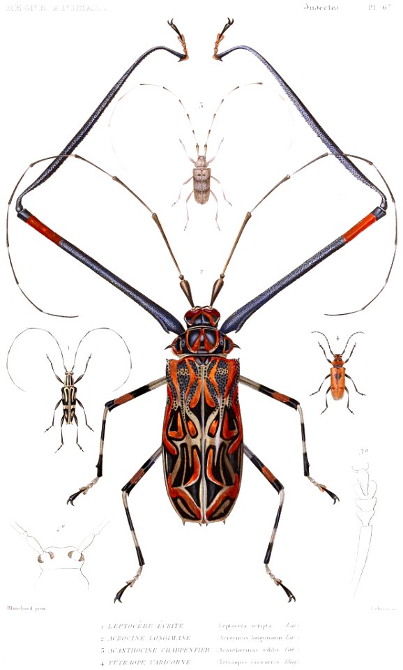 Longhorns from Cuvier's Le regne animal