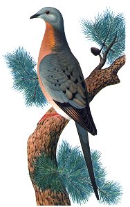 Male Passenger Pigeon (illustration). Free illustration for personal and commercial use.