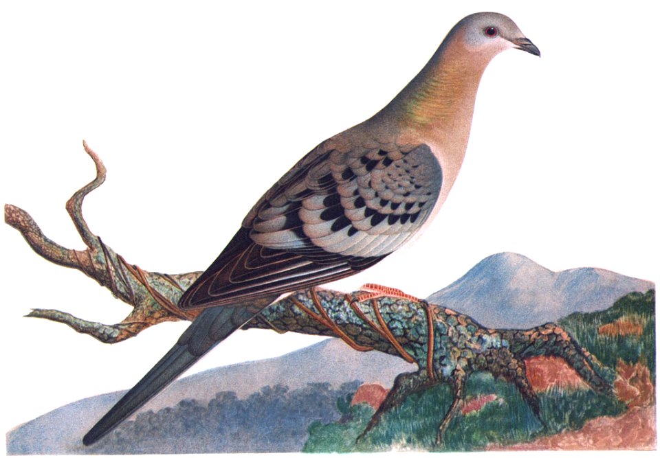 Female Passenger Pigeon (illustration) - Free Stock Illustrations ...