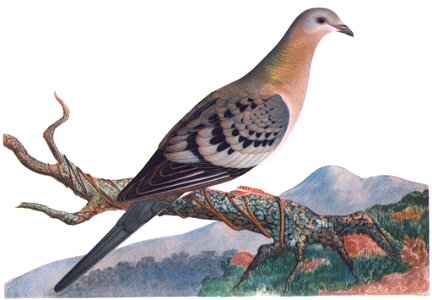 Female Passenger Pigeon (illustration). Free illustration for personal and commercial use.