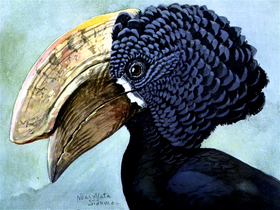 Silvery-cheeked Hornbill