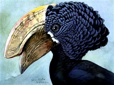 Silvery-cheeked Hornbill. Free illustration for personal and commercial use.