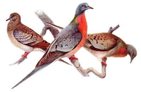 Passenger Pigeons--illustrations. Free illustration for personal and commercial use.