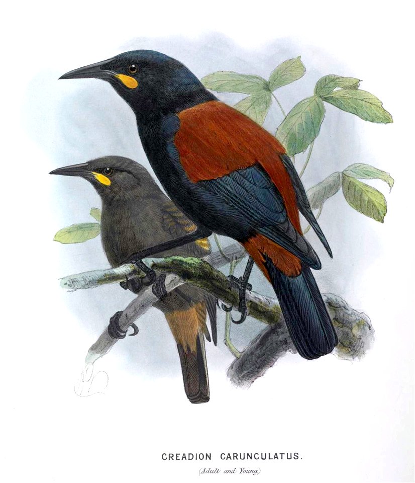 Saddleback, enhanced
