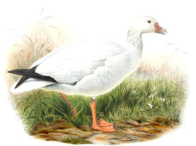 Goose by Wolf