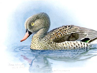 Cape Teal. Free illustration for personal and commercial use.