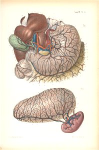 anatomie bbb pl 26