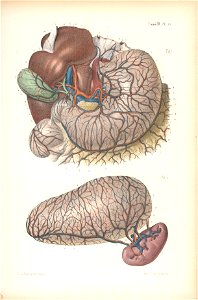 anatomie bbb pl 26. Free illustration for personal and commercial use.