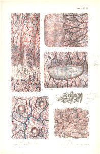 anatomie bbb pl 30. Free illustration for personal and commercial use.